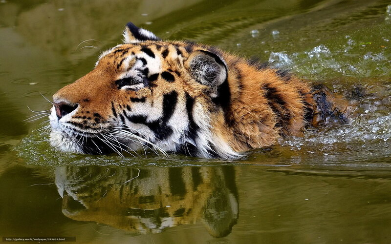 Tiger Swimming in Water — Brown, Calm, Photograph, Reflection