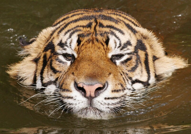 Tiger Swimming in Water — Brown, Calm