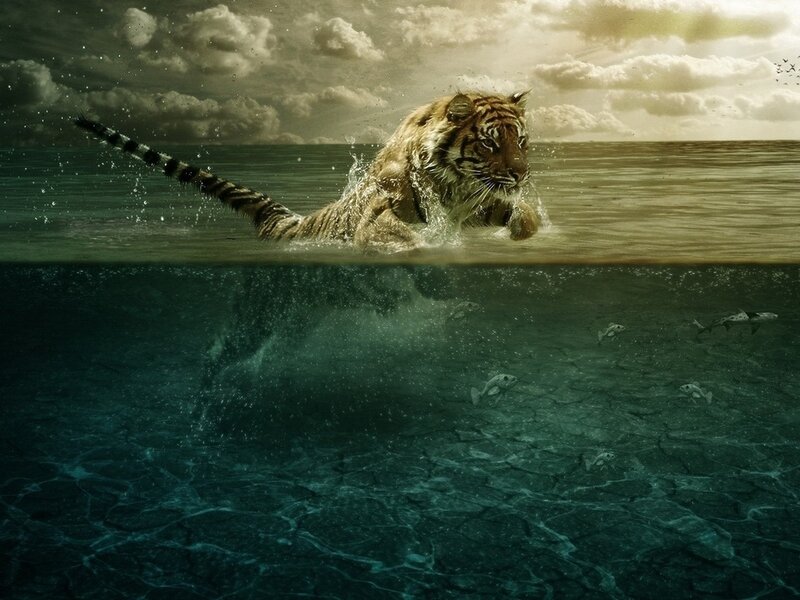 Tiger Swimming in Water — Brown, Dramatic, Afternoon