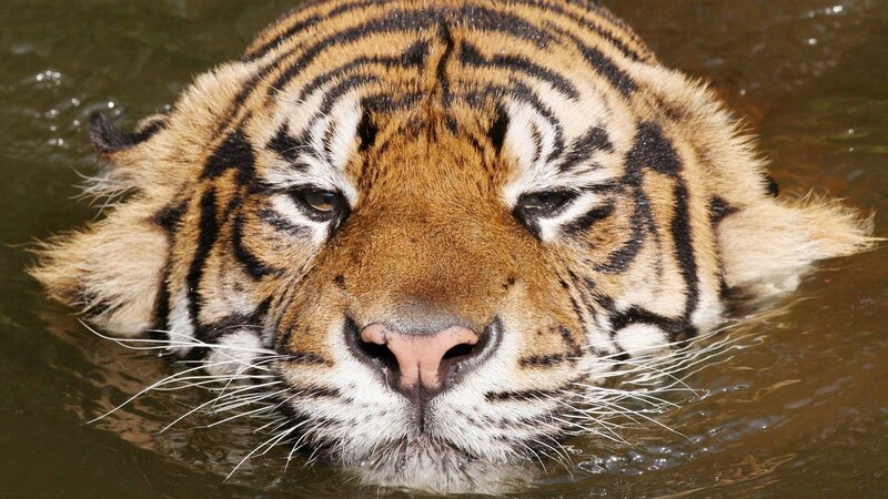 Tiger Swimming in Water — Calm
