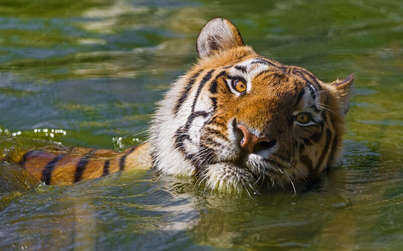 Tiger Swimming in Water — Orange, Calm, Afternoon, Photograph