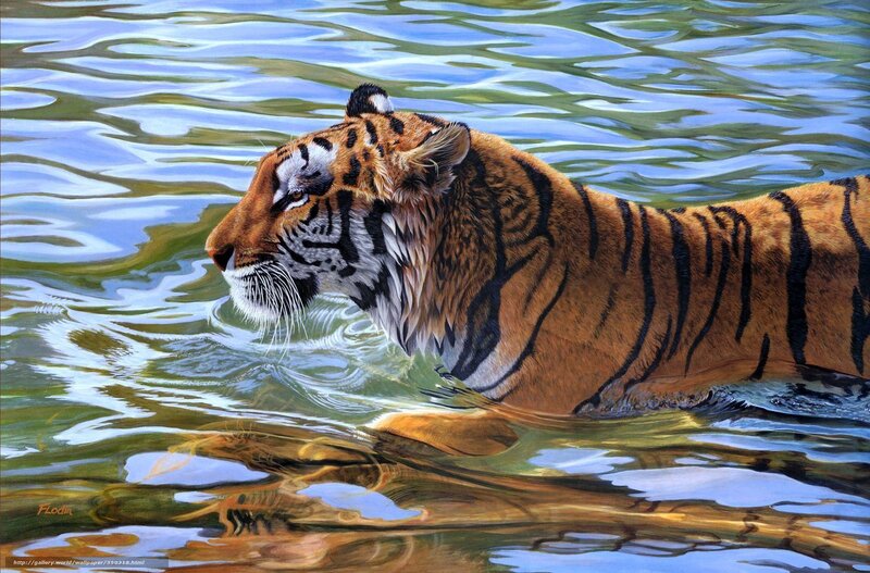 Tiger Swimming in Water — Orange, Calm, Painting, Stripes