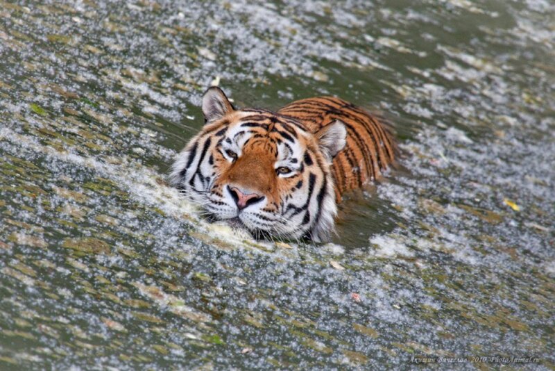 Tiger Swimming in Water — Orange, Calm