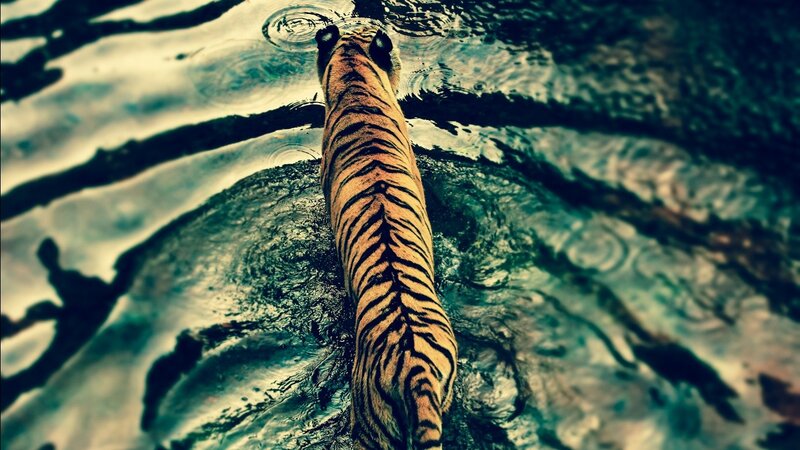 Tiger Swimming in Water — Orange, Dramatic