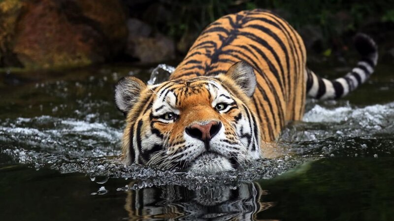 Tiger Swimming in Water — Orange, Intense, Photograph, Rocks