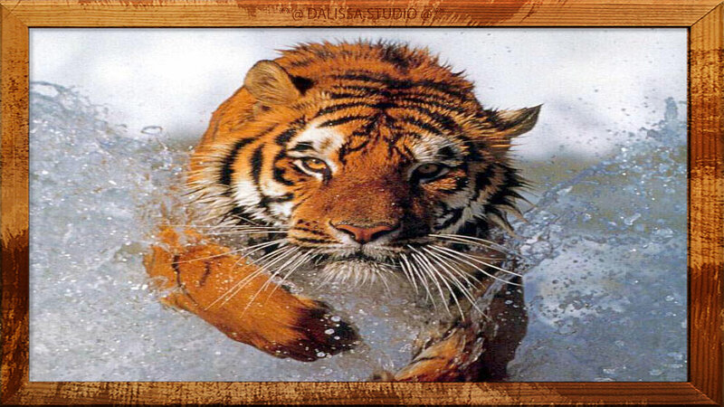 Tiger Swimming in Water — Orange, Intense