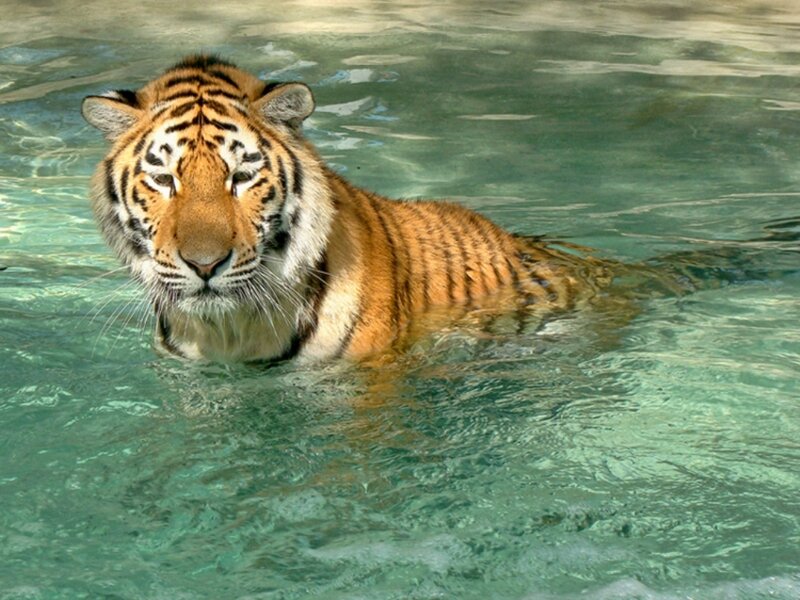 Tiger Swimming in Water — Orange