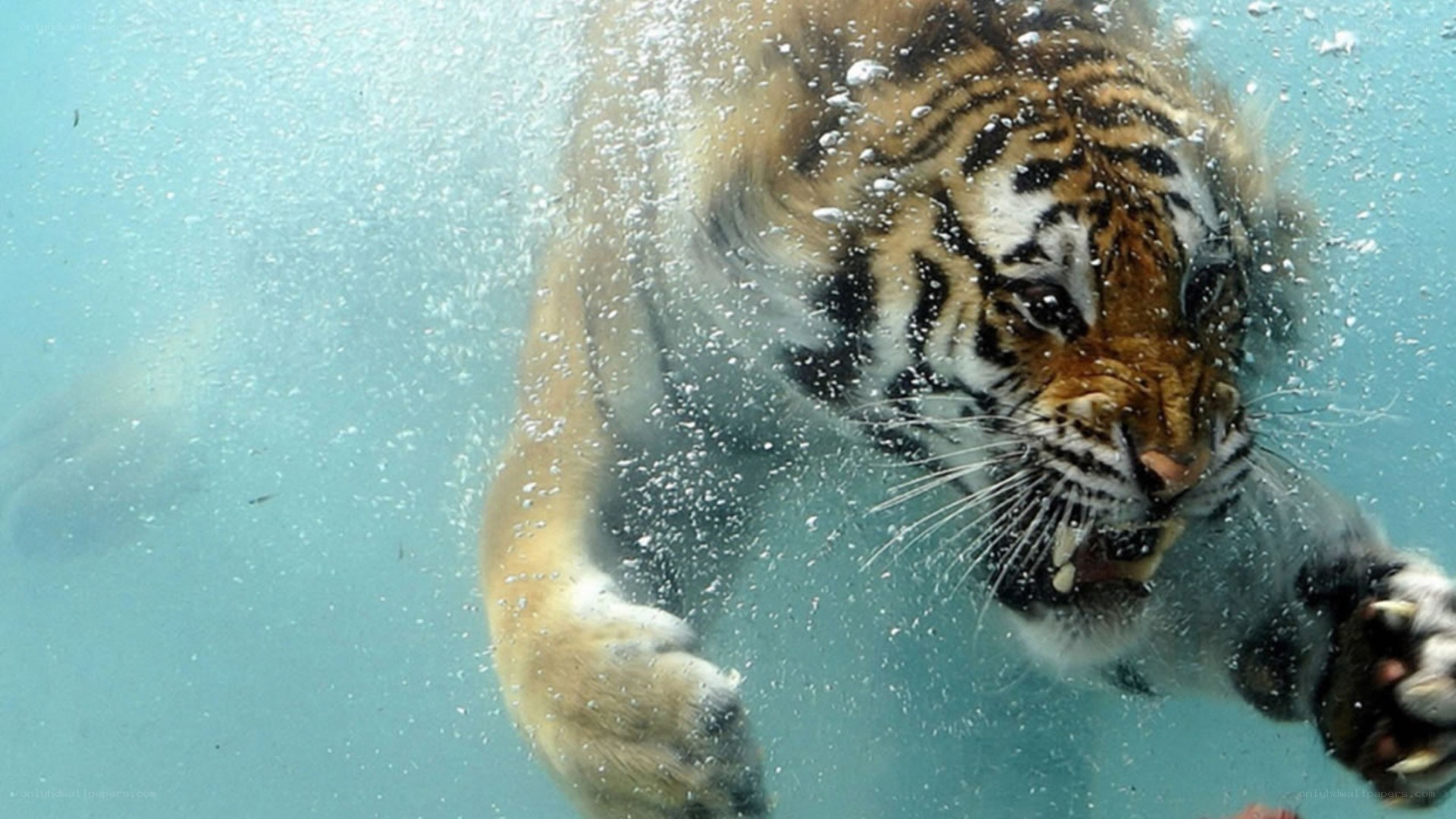 tiger swimming underwater