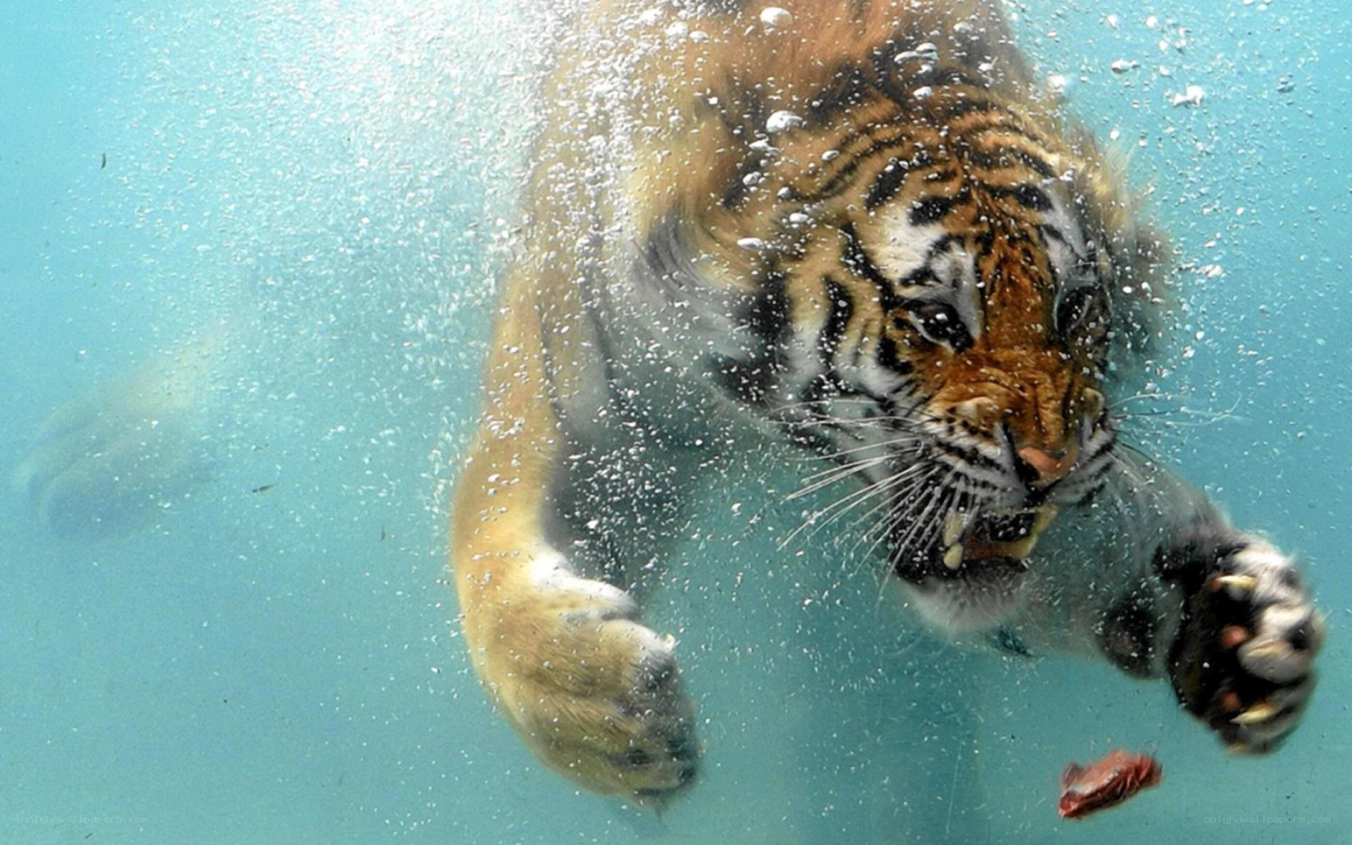 tiger swimming underwater