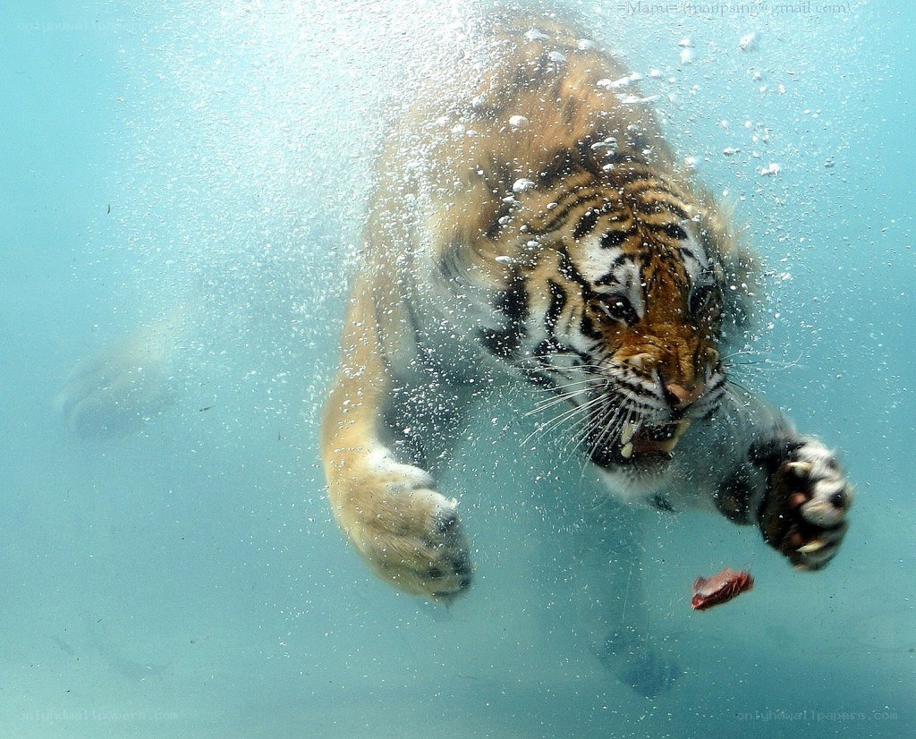 tiger swimming underwater