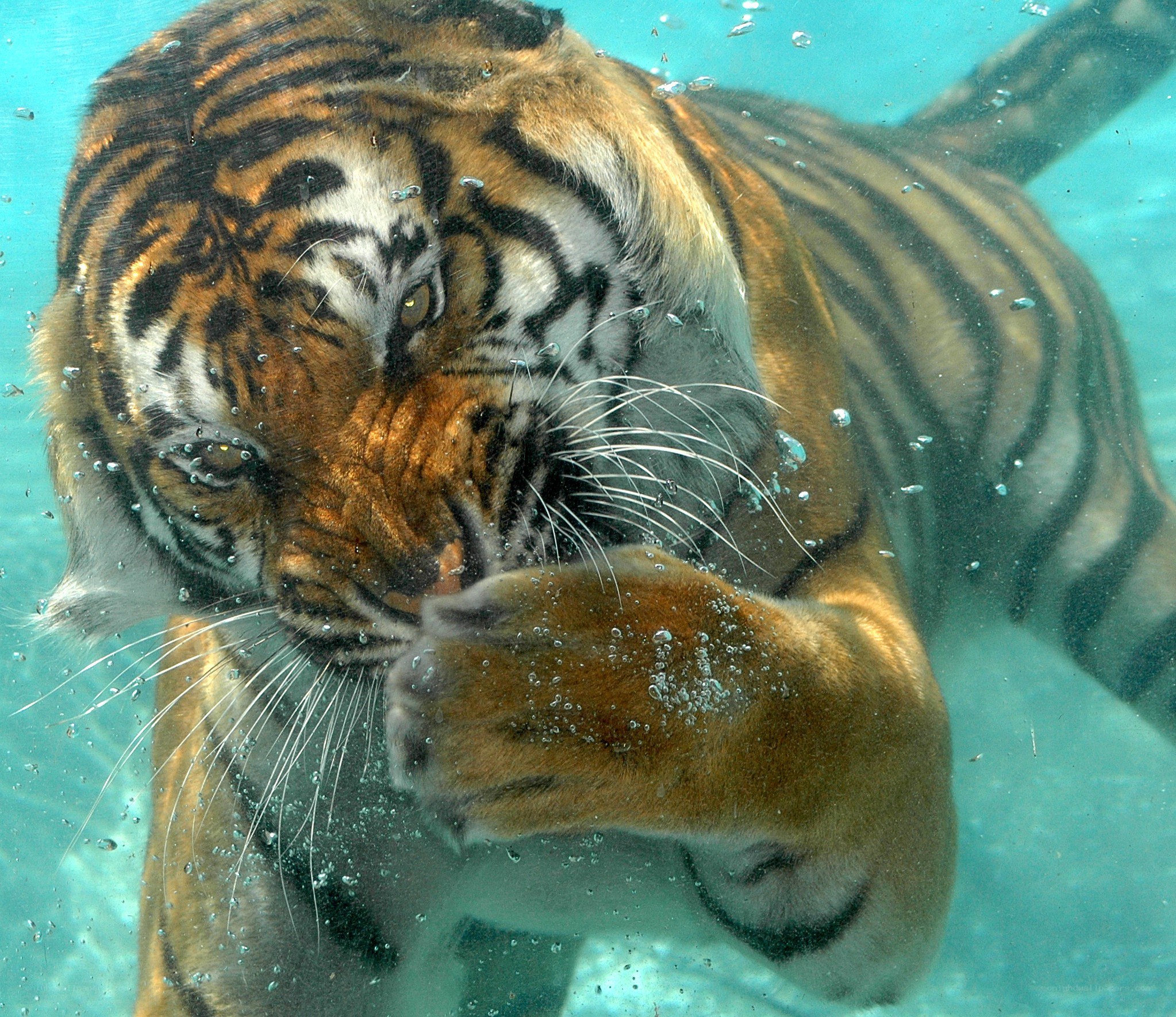 tiger swimming underwater
