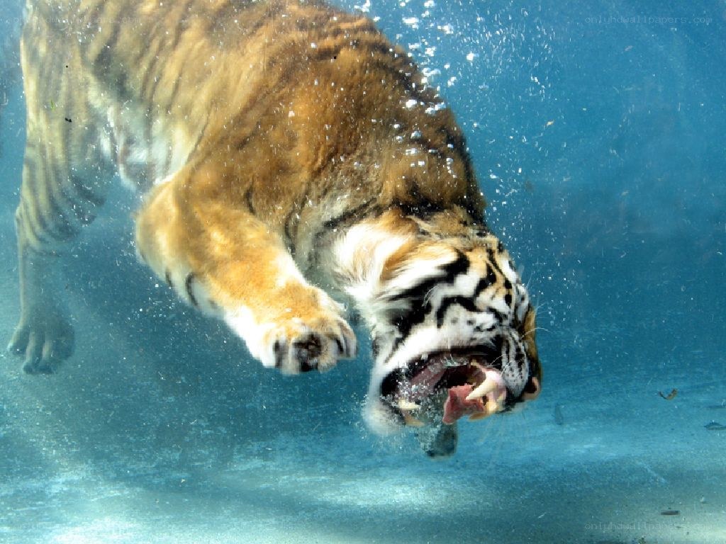 tiger swimming underwater
