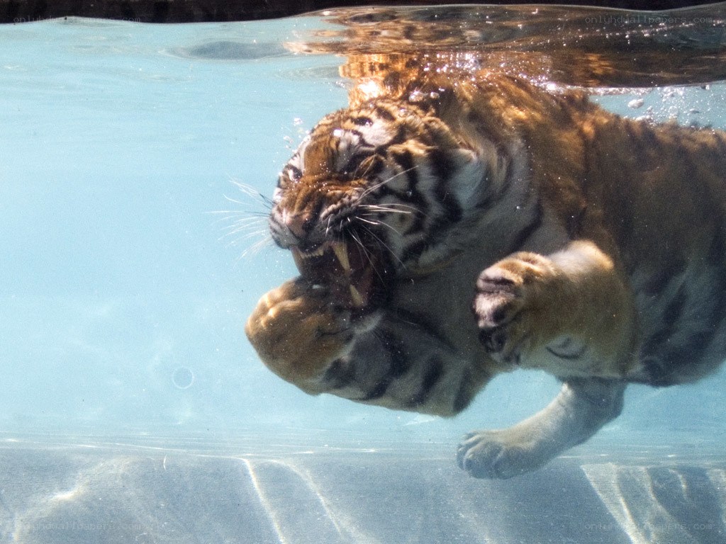 tiger swimming underwater