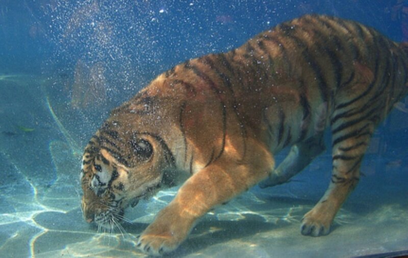 tiger swimming underwater
