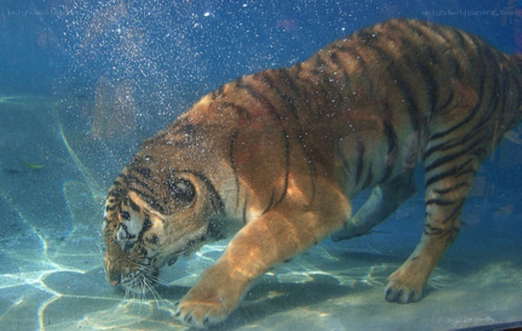 tiger swimming underwater