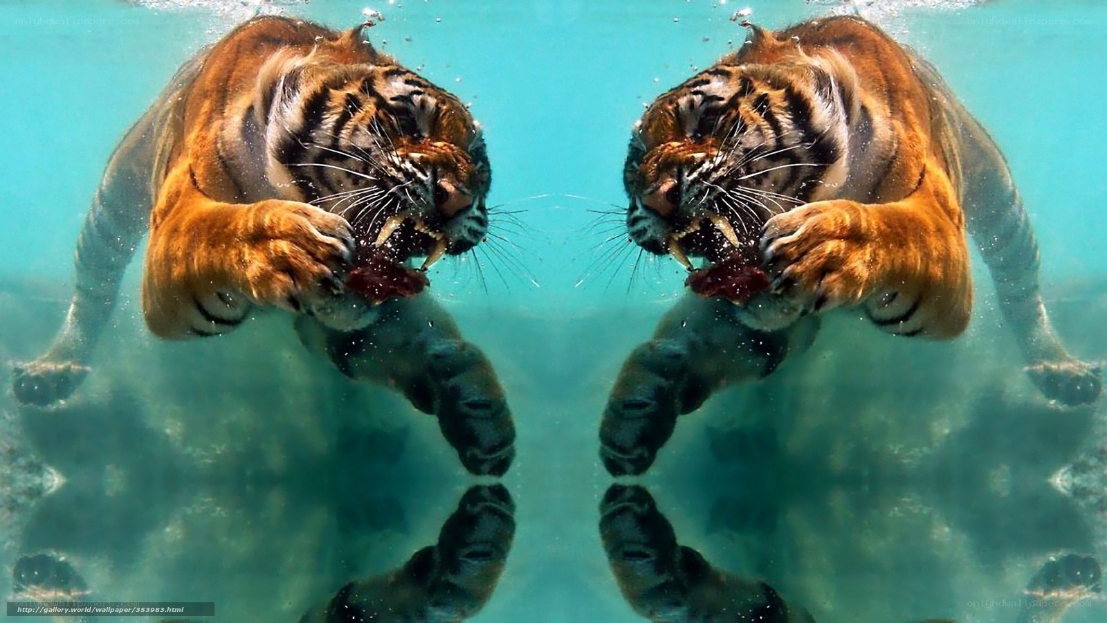 tiger swimming underwater