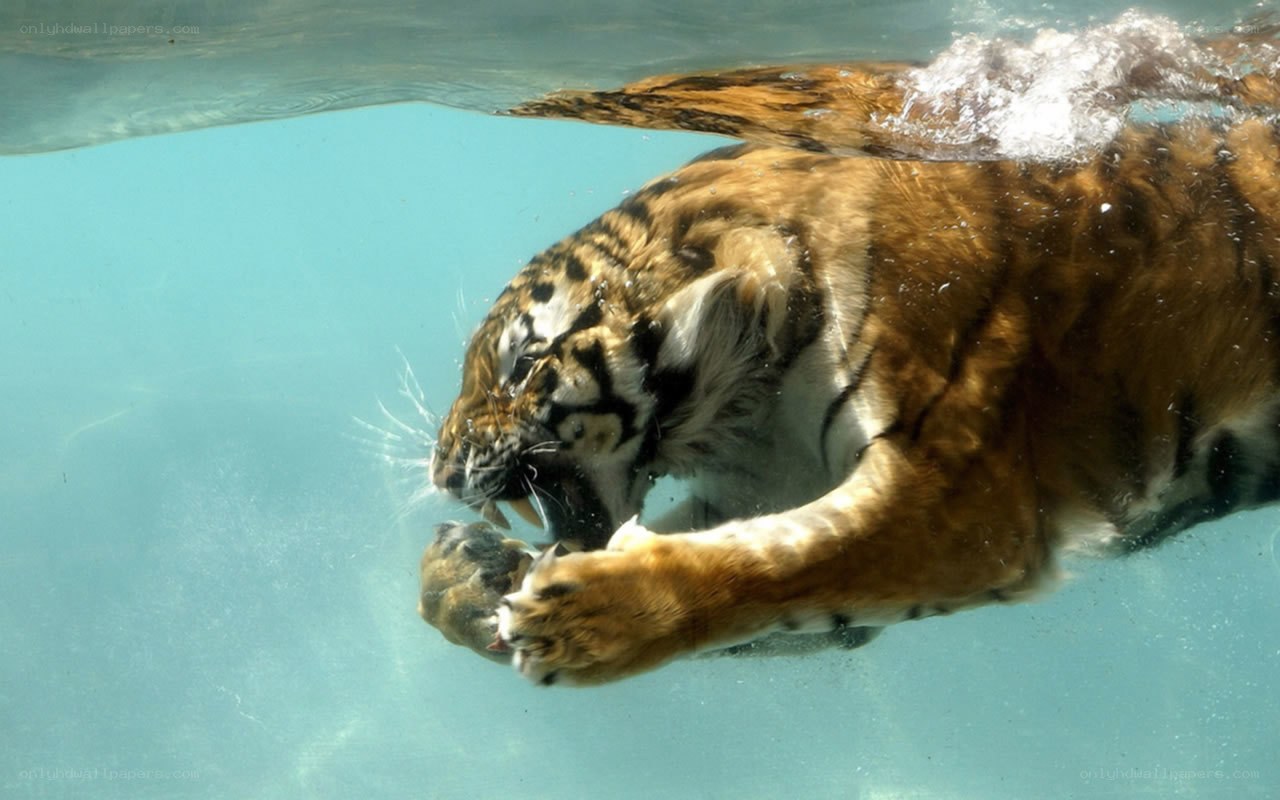 tiger swimming underwater