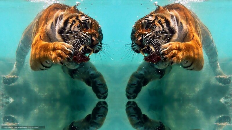 Tiger Swimming Underwater — Blue, Dramatic