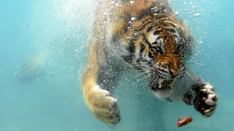 Tiger Swimming Underwater — Blue, Dynamic, Photograph, Bubbles