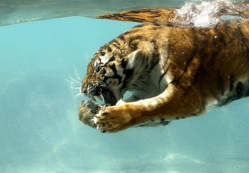 Tiger Swimming Underwater — Blue, Dynamic, Photograph, Water, Claws