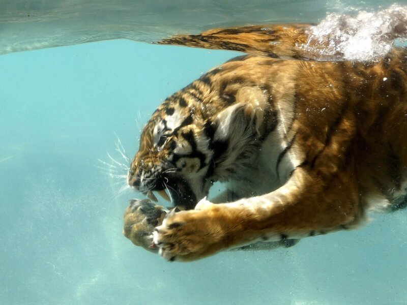 Tiger Swimming Underwater — Blue, Dynamic, Photograph, Water, Pool