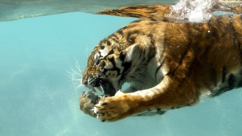 Tiger Swimming Underwater — Blue, Dynamic