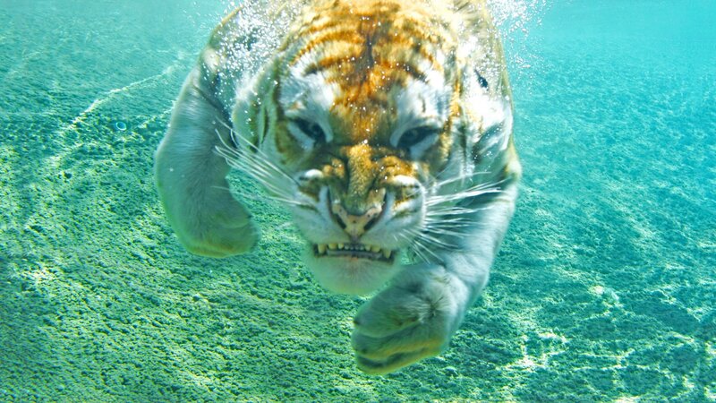 Tiger Swimming Underwater — Blue, Intense, Photograph, Sand