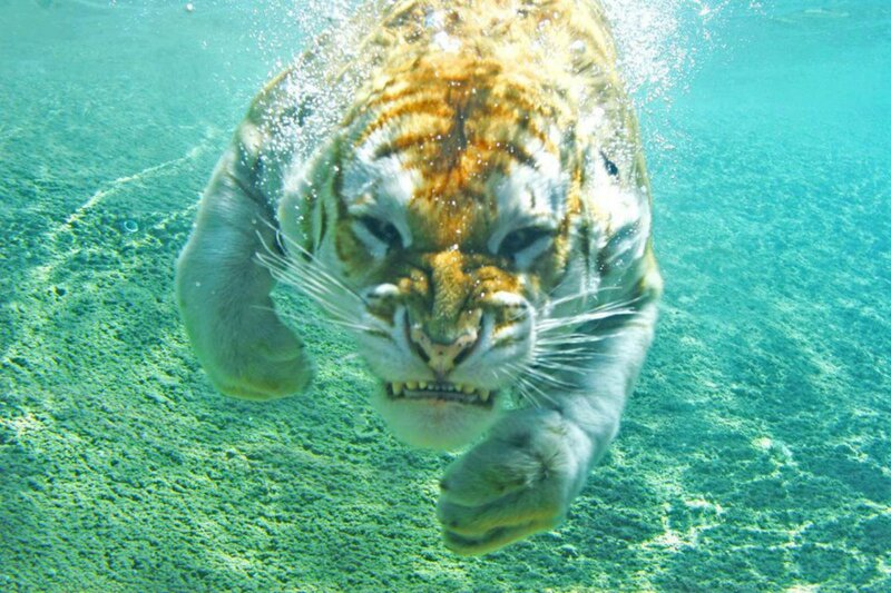 Tiger Swimming Underwater — Blue, Intense, Photograph