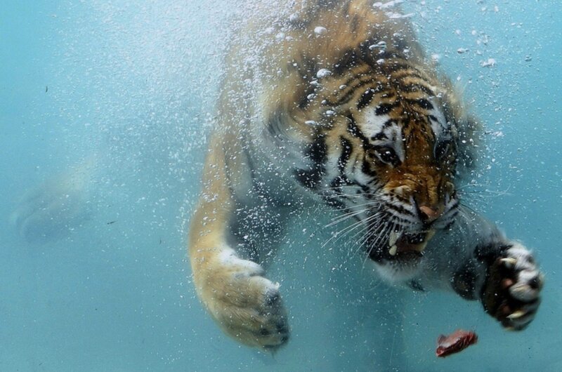 Tiger Swimming Underwater — Blue, Intense