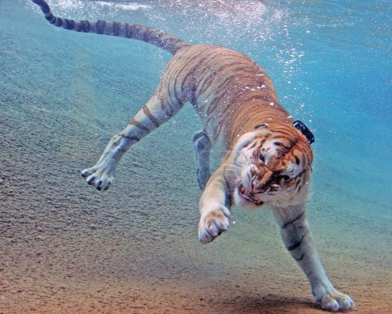 Tiger Swimming Underwater — Blue