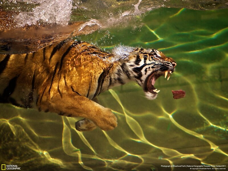 Tiger Swimming Underwater — Green, Dramatic
