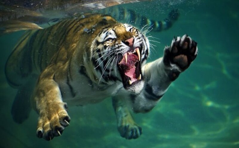 Tiger Swimming Underwater — Green