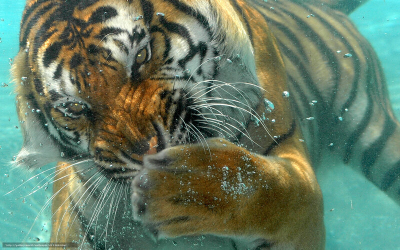 Tiger Swimming Underwater — Orange, Calm