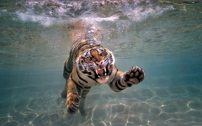 Tiger Swimming Underwater — Orange, Dramatic, Photograph