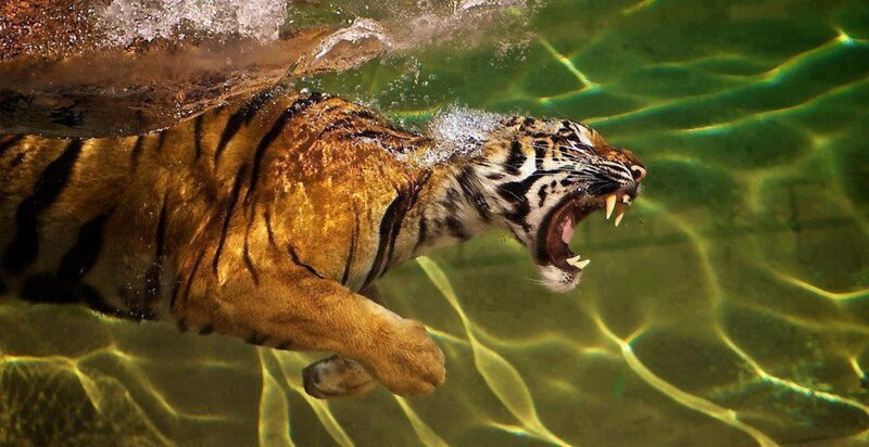Tiger Swimming Underwater — Orange, Dramatic