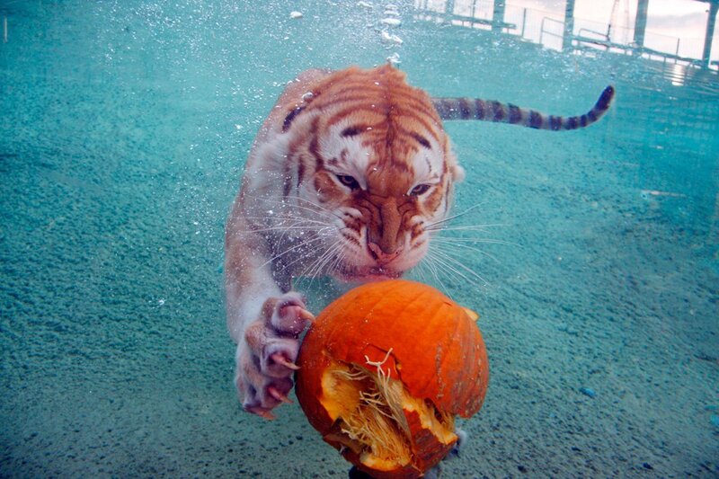 tiger swimming underwater with pumpkin