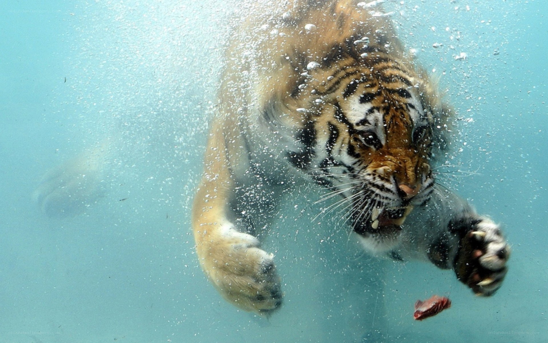 tiger swimming underwater