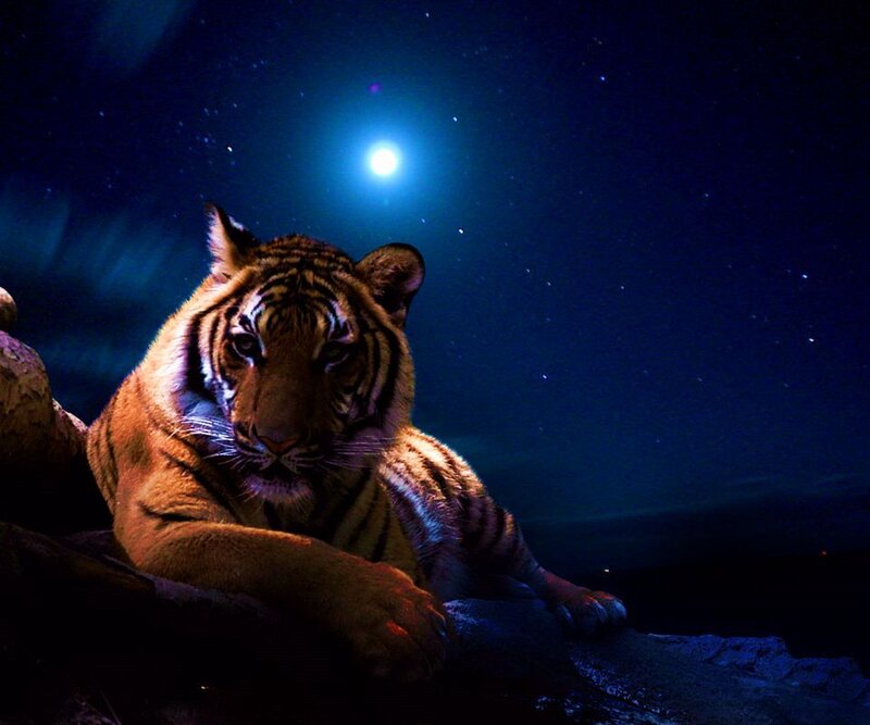 Tiger under Moonlight