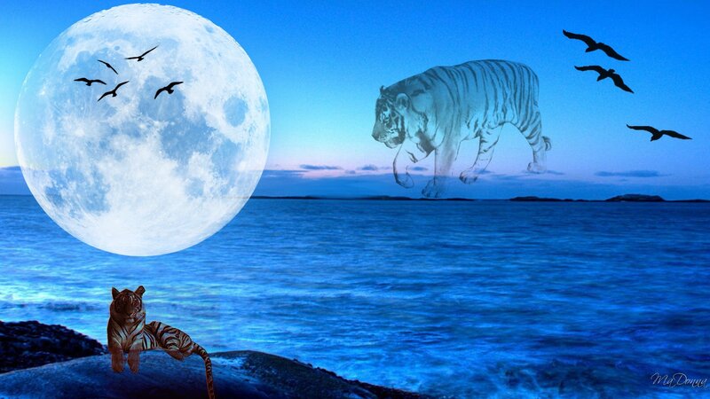 tiger under the moon