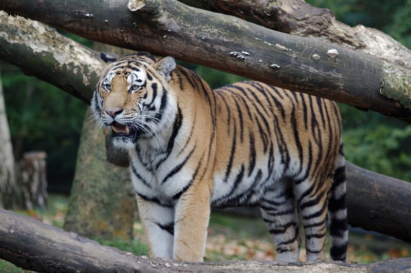 Tiger under Tree Trunk