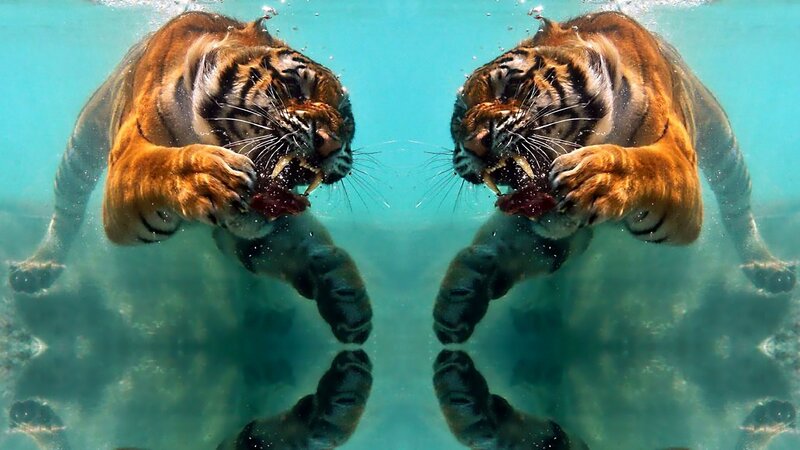 Tiger Underwater