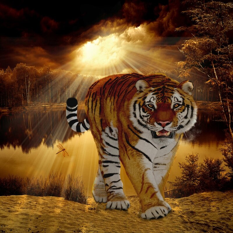 Tiger Walking by Lake — Orange
