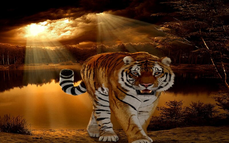 Tiger Walking by Lake