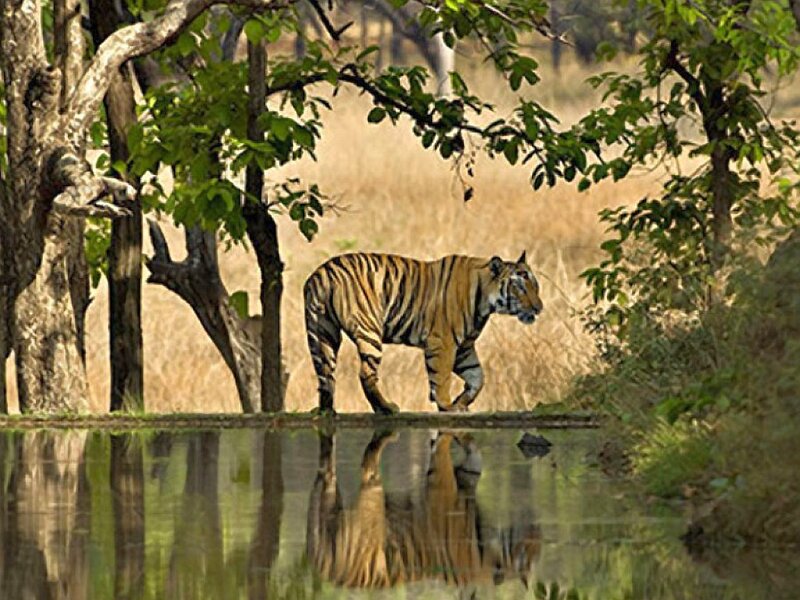 tiger walking by water