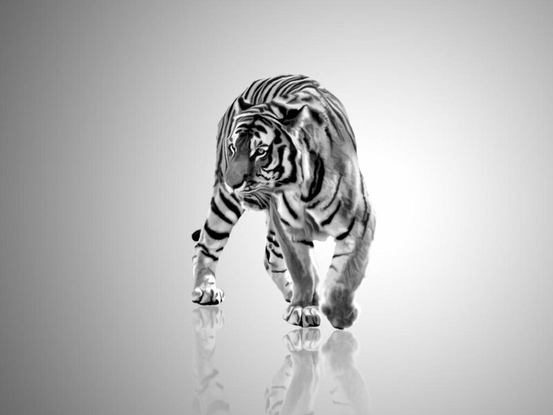 Tiger Walking Forward — Black