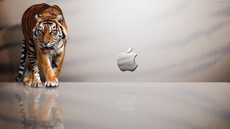 Tiger Walking Forward — Gray