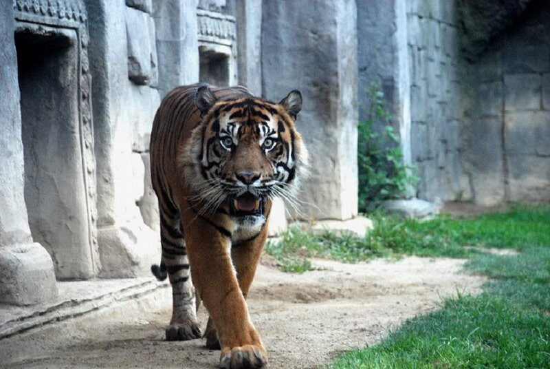 Tiger Walking Forward — Orange, Alert