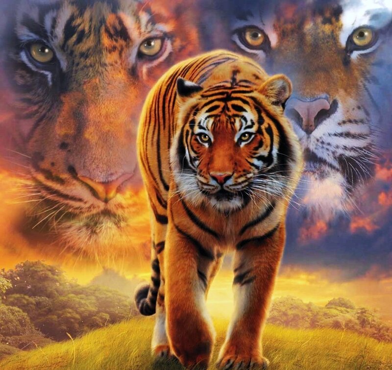 Tiger Walking Forward — Orange, Dramatic