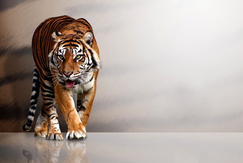 Tiger Walking Forward — Orange, Intense, Photograph