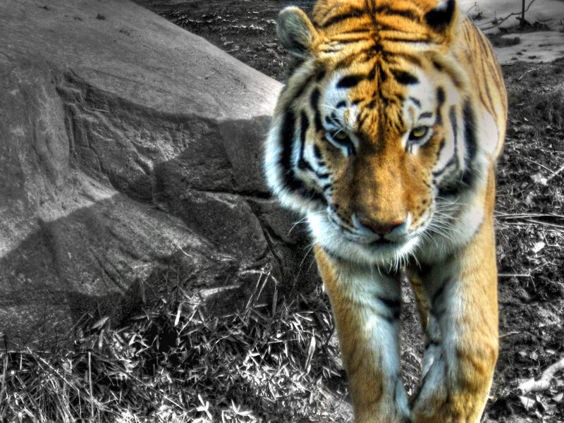 Tiger Walking Forward — Orange, Intense
